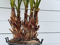 Mexicaanse waaierpalm meerstammig - washingtonia robusta - hoogte ca. 230 cm - afbeelding 4 van  5