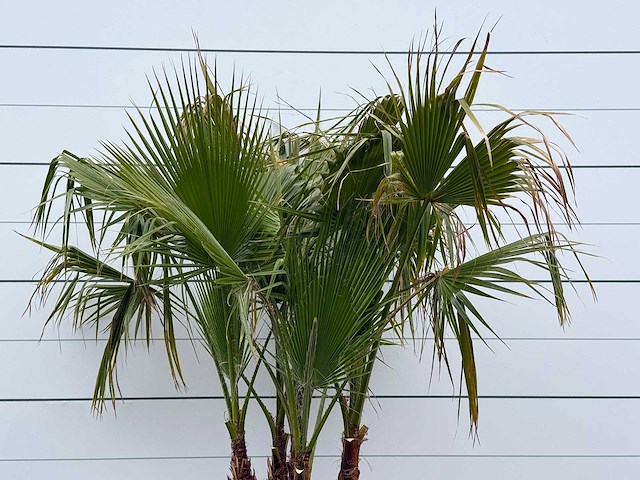 Mexicaanse waaierpalm meerstammig - washingtonia robusta - hoogte ca. 230 cm - afbeelding 5 van  5