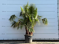 Mexicaanse waaierpalm meerstammig - washingtonia robusta - hoogte ca. 230 cm - afbeelding 1 van  8