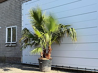 Mexicaanse waaierpalm meerstammig - washingtonia robusta - hoogte ca. 230 cm - afbeelding 2 van  8