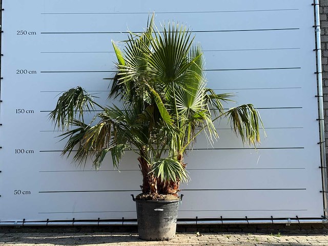 Mexicaanse waaierpalm meerstammig - washingtonia robusta - hoogte ca. 230 cm - afbeelding 3 van  8