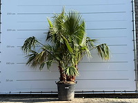 Mexicaanse waaierpalm meerstammig - washingtonia robusta - hoogte ca. 230 cm - afbeelding 3 van  8