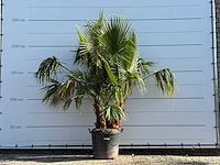Mexicaanse waaierpalm meerstammig - washingtonia robusta - hoogte ca. 230 cm - afbeelding 4 van  8
