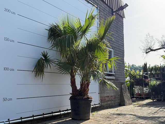 Mexicaanse waaierpalm meerstammig - washingtonia robusta - hoogte ca. 230 cm - afbeelding 5 van  8