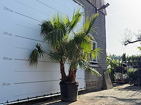 Mexicaanse waaierpalm meerstammig - washingtonia robusta - hoogte ca. 230 cm - afbeelding 5 van  8