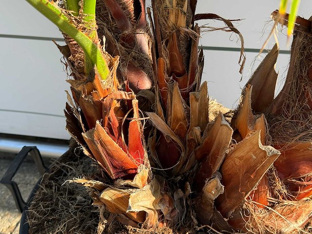 Mexicaanse waaierpalm meerstammig - washingtonia robusta - hoogte ca. 230 cm - afbeelding 6 van  8