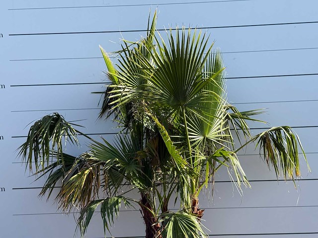 Mexicaanse waaierpalm meerstammig - washingtonia robusta - hoogte ca. 230 cm - afbeelding 7 van  8