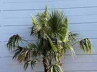 Mexicaanse waaierpalm meerstammig - washingtonia robusta - hoogte ca. 230 cm - afbeelding 7 van  8