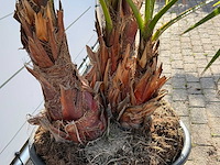Mexicaanse waaierpalm meerstammig - washingtonia robusta - hoogte ca. 230 cm - afbeelding 8 van  8