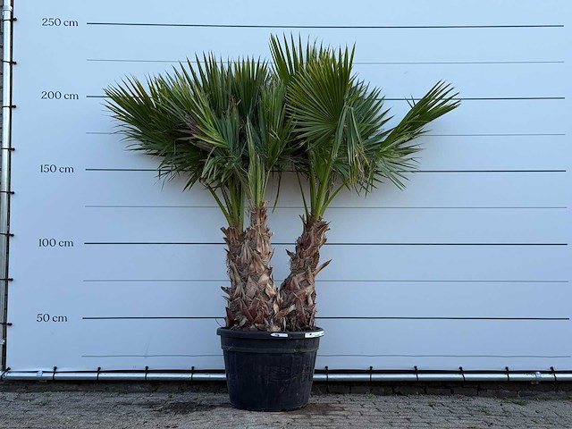 Mexicaanse waaierpalm meerstammig - washingtonia robusta - hoogte ca. 230 cm - afbeelding 1 van  3