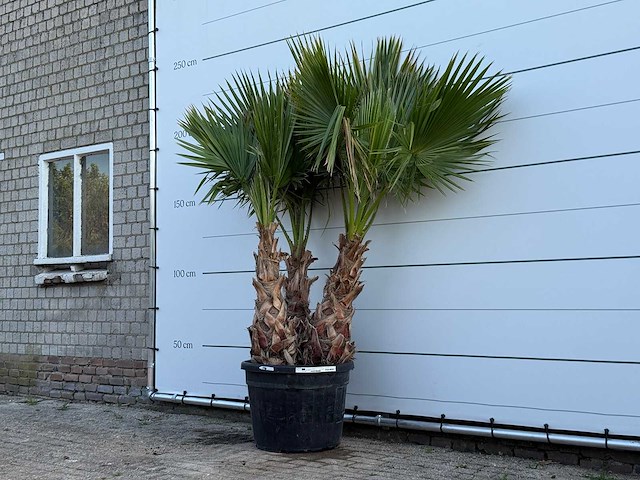 Mexicaanse waaierpalm meerstammig - washingtonia robusta - hoogte ca. 230 cm - afbeelding 2 van  3