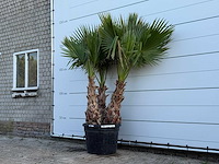 Mexicaanse waaierpalm meerstammig - washingtonia robusta - hoogte ca. 230 cm - afbeelding 2 van  3