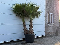 Mexicaanse waaierpalm meerstammig - washingtonia robusta - hoogte ca. 230 cm - afbeelding 3 van  3