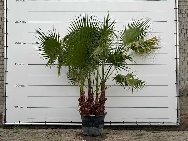 Mexicaanse waaierpalm meerstammig - washingtonia robusta - hoogte ca. 230 cm - afbeelding 1 van  5