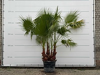 Mexicaanse waaierpalm meerstammig - washingtonia robusta - hoogte ca. 230 cm