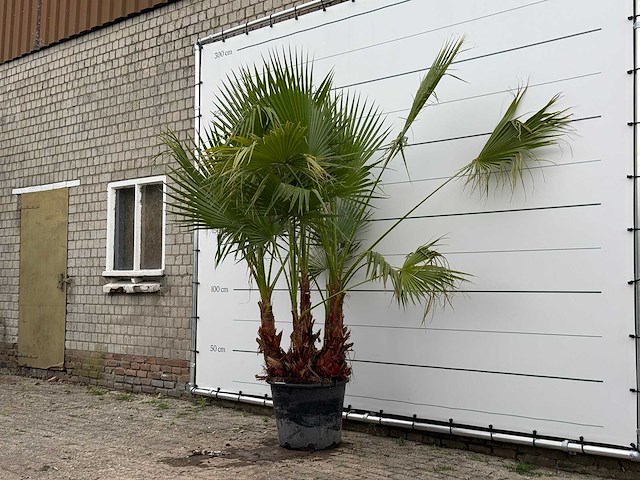 Mexicaanse waaierpalm meerstammig - washingtonia robusta - hoogte ca. 230 cm - afbeelding 2 van  5
