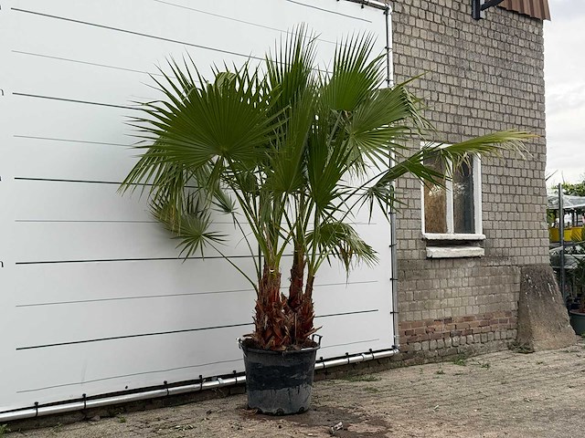 Mexicaanse waaierpalm meerstammig - washingtonia robusta - hoogte ca. 230 cm - afbeelding 3 van  5