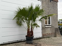 Mexicaanse waaierpalm meerstammig - washingtonia robusta - hoogte ca. 230 cm - afbeelding 3 van  5