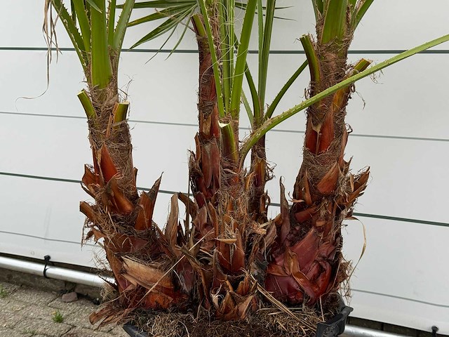 Mexicaanse waaierpalm meerstammig - washingtonia robusta - hoogte ca. 230 cm - afbeelding 4 van  5