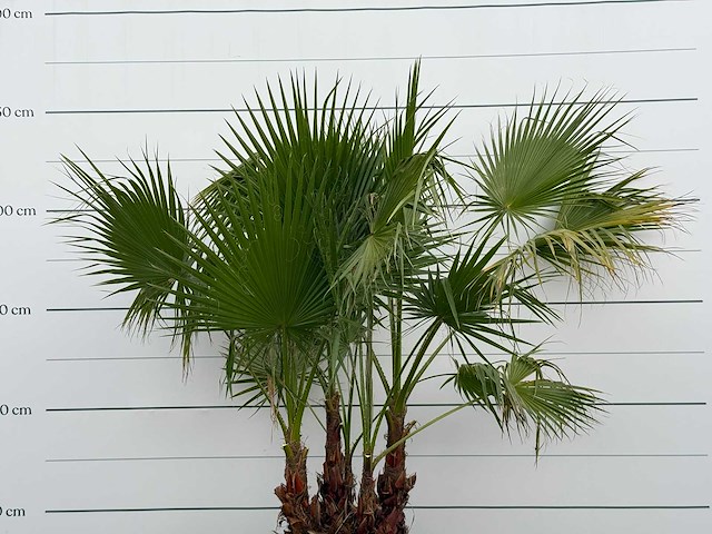 Mexicaanse waaierpalm meerstammig - washingtonia robusta - hoogte ca. 230 cm - afbeelding 5 van  5