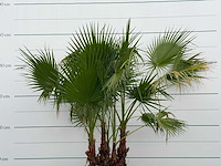 Mexicaanse waaierpalm meerstammig - washingtonia robusta - hoogte ca. 230 cm - afbeelding 5 van  5