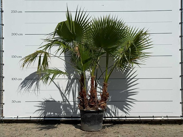 Mexicaanse waaierpalm meerstammig - washingtonia robusta - hoogte ca. 230 cm - afbeelding 1 van  3