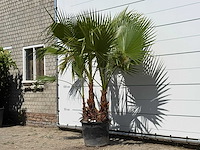 Mexicaanse waaierpalm meerstammig - washingtonia robusta - hoogte ca. 230 cm - afbeelding 2 van  3
