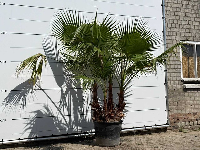 Mexicaanse waaierpalm meerstammig - washingtonia robusta - hoogte ca. 230 cm - afbeelding 3 van  3