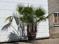 Mexicaanse waaierpalm meerstammig - washingtonia robusta - hoogte ca. 230 cm - afbeelding 3 van  3