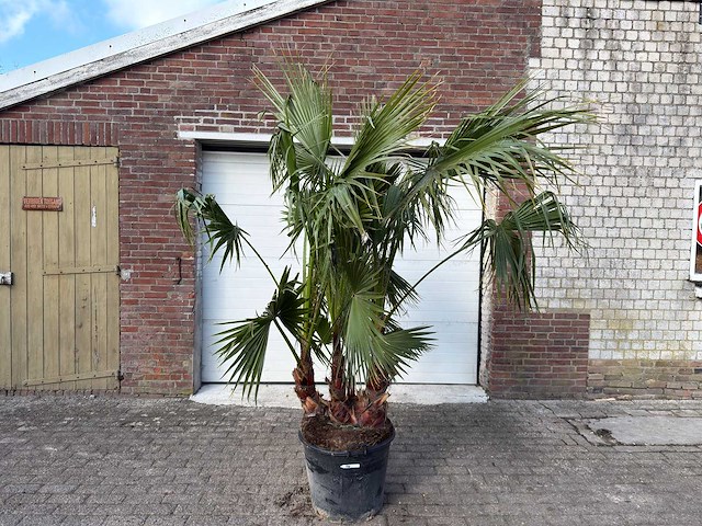 Mexicaanse waaierpalm meerstammig - washingtonia robusta - hoogte ca. 240 cm - afbeelding 1 van  6