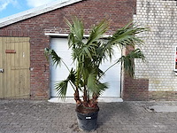 Mexicaanse waaierpalm meerstammig - washingtonia robusta - hoogte ca. 240 cm - afbeelding 1 van  6