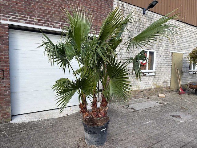 Mexicaanse waaierpalm meerstammig - washingtonia robusta - hoogte ca. 240 cm - afbeelding 2 van  6