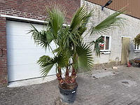 Mexicaanse waaierpalm meerstammig - washingtonia robusta - hoogte ca. 240 cm - afbeelding 2 van  6