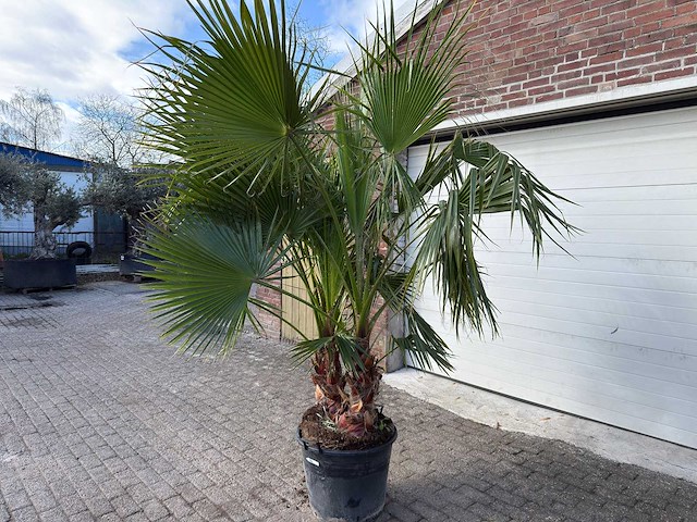Mexicaanse waaierpalm meerstammig - washingtonia robusta - hoogte ca. 240 cm - afbeelding 3 van  6