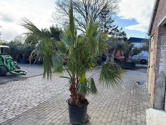 Mexicaanse waaierpalm meerstammig - washingtonia robusta - hoogte ca. 240 cm - afbeelding 4 van  6