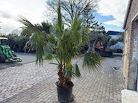 Mexicaanse waaierpalm meerstammig - washingtonia robusta - hoogte ca. 240 cm - afbeelding 4 van  6
