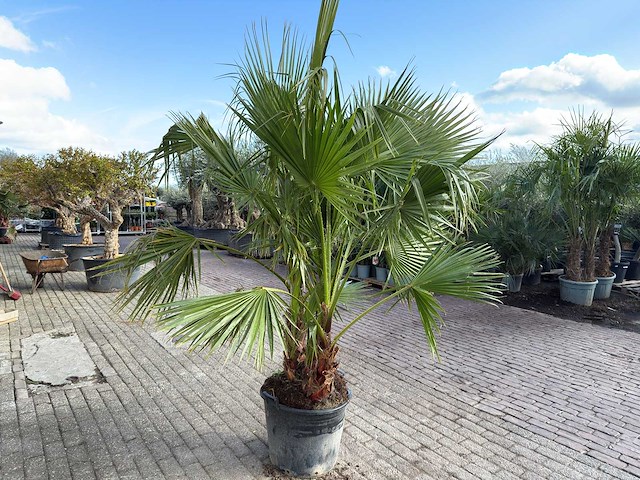Mexicaanse waaierpalm meerstammig - washingtonia robusta - hoogte ca. 240 cm - afbeelding 5 van  6