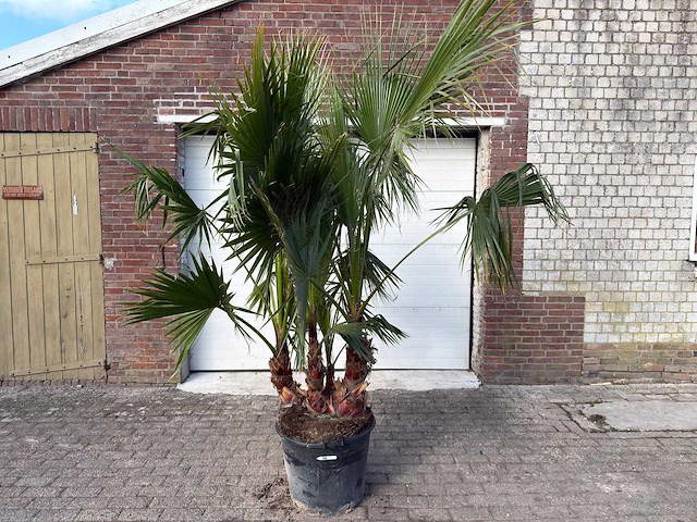 Mexicaanse waaierpalm meerstammig - washingtonia robusta - hoogte ca. 240 cm - afbeelding 6 van  6