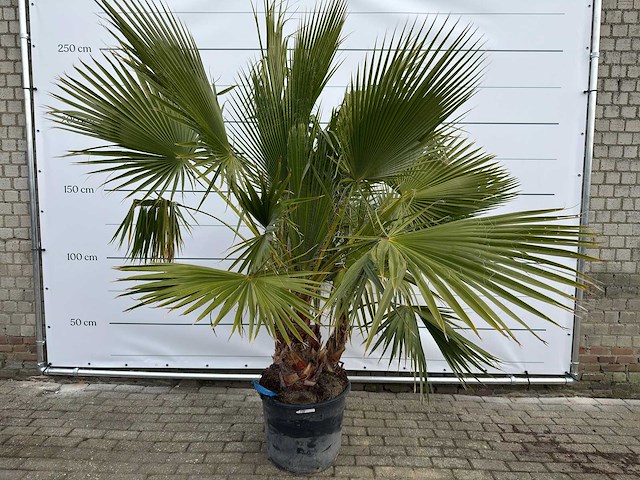 Mexicaanse waaierpalm meerstammig - washingtonia robusta - hoogte ca. 240 cm - afbeelding 1 van  7