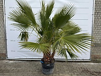 Mexicaanse waaierpalm meerstammig - washingtonia robusta - hoogte ca. 240 cm - afbeelding 1 van  7