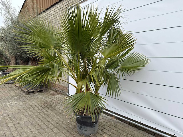 Mexicaanse waaierpalm meerstammig - washingtonia robusta - hoogte ca. 240 cm - afbeelding 2 van  7