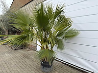 Mexicaanse waaierpalm meerstammig - washingtonia robusta - hoogte ca. 240 cm - afbeelding 2 van  7