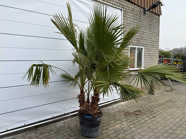 Mexicaanse waaierpalm meerstammig - washingtonia robusta - hoogte ca. 240 cm - afbeelding 3 van  7