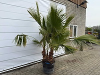 Mexicaanse waaierpalm meerstammig - washingtonia robusta - hoogte ca. 240 cm - afbeelding 3 van  7
