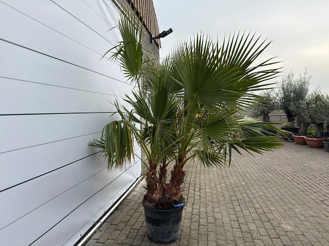 Mexicaanse waaierpalm meerstammig - washingtonia robusta - hoogte ca. 240 cm - afbeelding 4 van  7