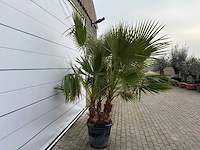 Mexicaanse waaierpalm meerstammig - washingtonia robusta - hoogte ca. 240 cm - afbeelding 4 van  7