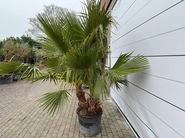Mexicaanse waaierpalm meerstammig - washingtonia robusta - hoogte ca. 240 cm - afbeelding 5 van  7