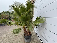 Mexicaanse waaierpalm meerstammig - washingtonia robusta - hoogte ca. 240 cm - afbeelding 5 van  7