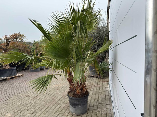 Mexicaanse waaierpalm meerstammig - washingtonia robusta - hoogte ca. 240 cm - afbeelding 6 van  7