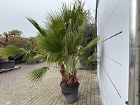 Mexicaanse waaierpalm meerstammig - washingtonia robusta - hoogte ca. 240 cm - afbeelding 6 van  7